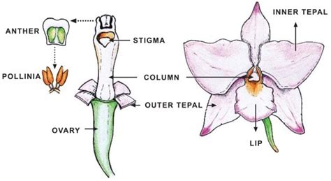 flower throat diagram 